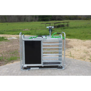 Sheep 3-Way Weigh Drafting Crate - Galvanised
