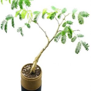 Tree in a Bamboo Tube (Carry Box) – Size: ± 90*90*480mm – Min O