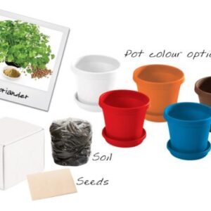 Coriander in a Box